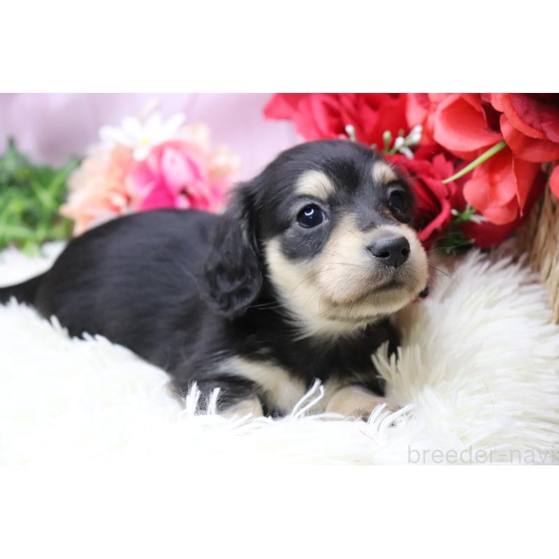 販売中の香川県のカニンヘンダックスフンド(ロングヘアード)-429140の6枚目