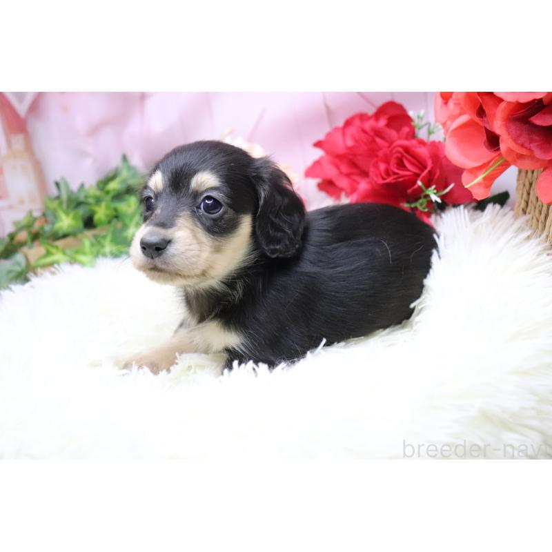 販売中の香川県のカニンヘンダックスフンド(ロングヘアード)-429140の5枚目