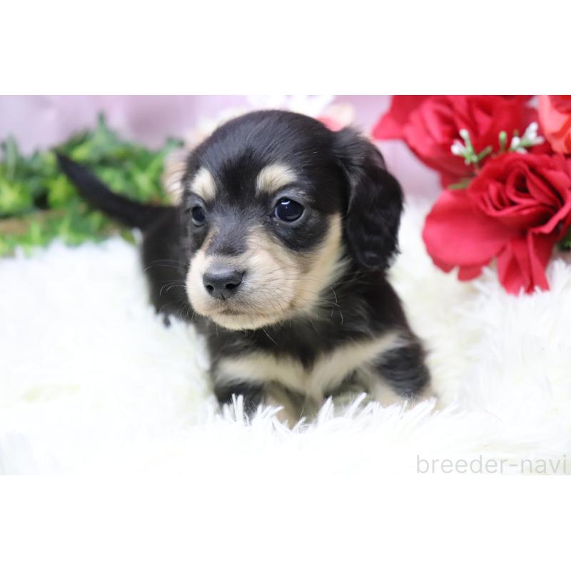 販売中の香川県のカニンヘンダックスフンド(ロングヘアード)-429140の4枚目