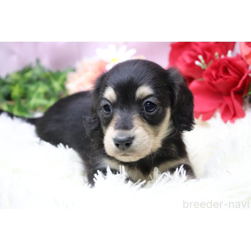 販売中の香川県のカニンヘンダックスフンド(ロングヘアード)-429140の3枚目