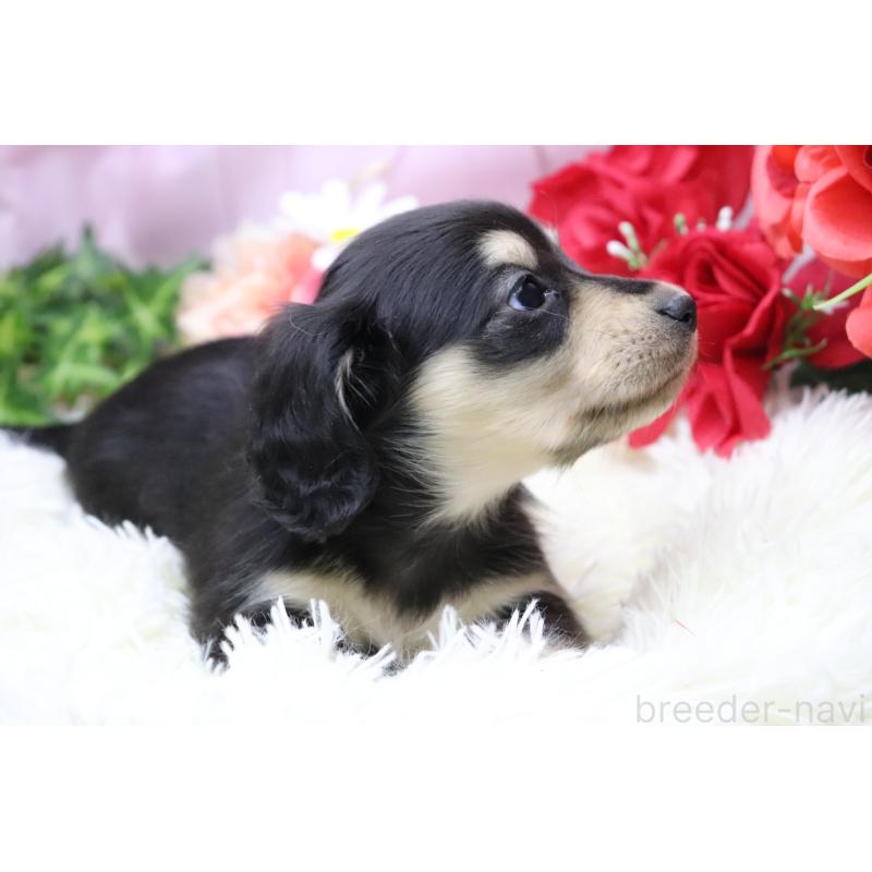 販売中の香川県のカニンヘンダックスフンド(ロングヘアード)-429140の2枚目