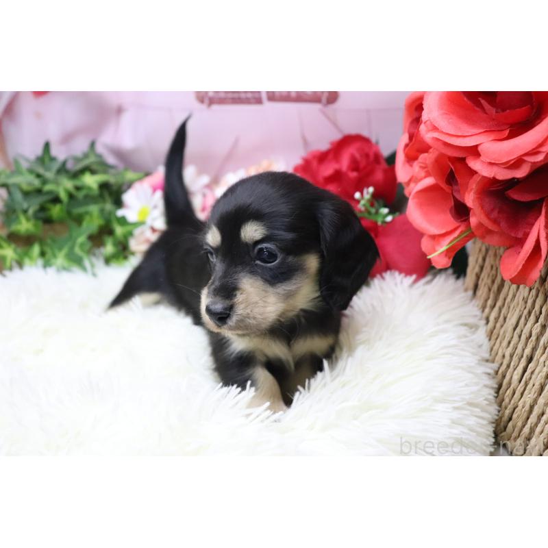 販売中の香川県のカニンヘンダックスフンド(ロングヘアード)-429141の9枚目