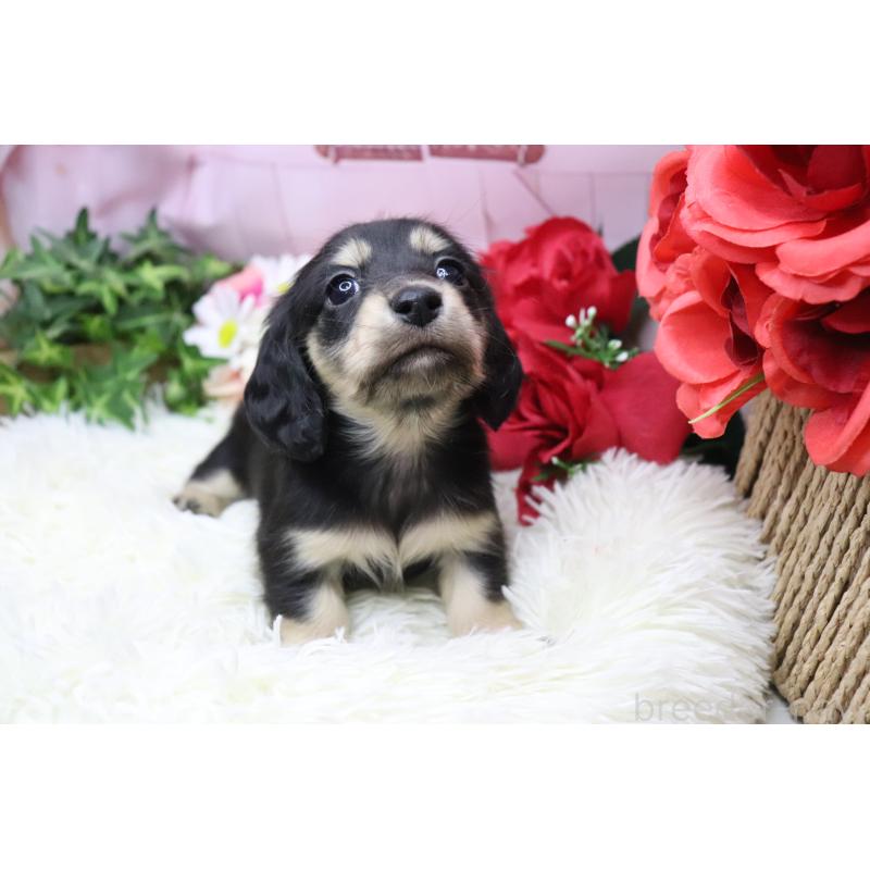 販売中の香川県のカニンヘンダックスフンド(ロングヘアード)-429141の8枚目