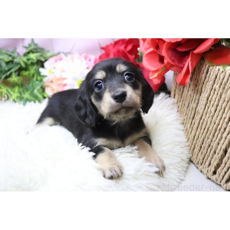 販売中の香川県のカニンヘンダックスフンド(ロングヘアード)-429141の7枚目