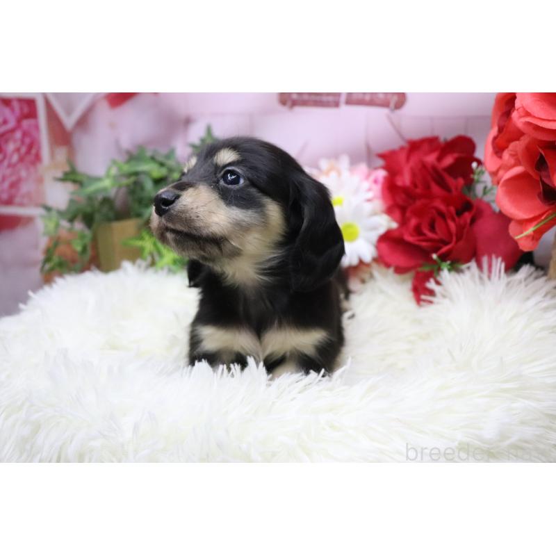 販売中の香川県のカニンヘンダックスフンド(ロングヘアード)-429141の6枚目