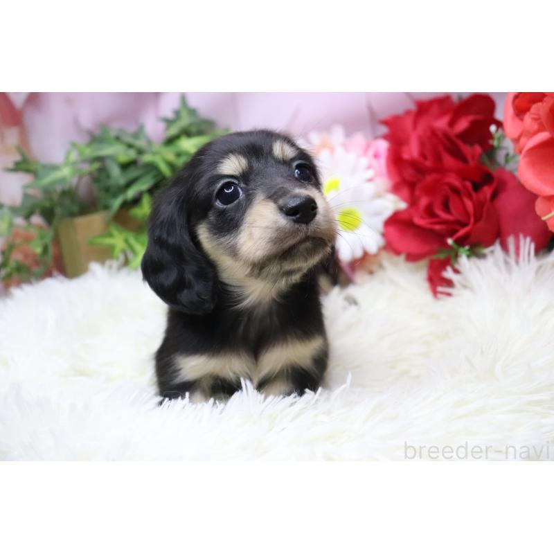 販売中の香川県のカニンヘンダックスフンド(ロングヘアード)-429141の5枚目