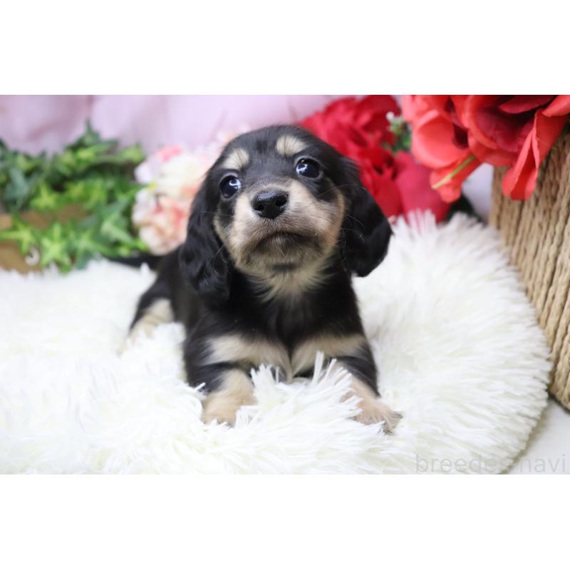 販売中の香川県のカニンヘンダックスフンド(ロングヘアード)-429141の4枚目