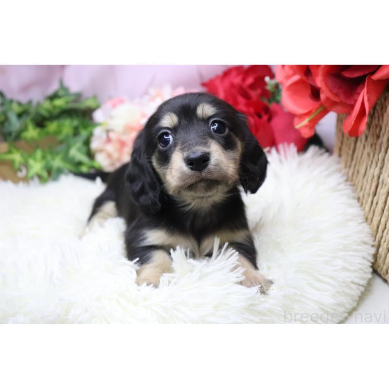 販売中の香川県のカニンヘンダックスフンド(ロングヘアード)-429141の3枚目