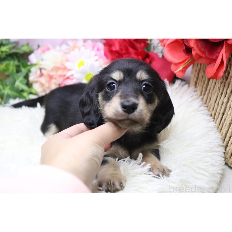 販売中の香川県のカニンヘンダックスフンド(ロングヘアード)-429141の2枚目