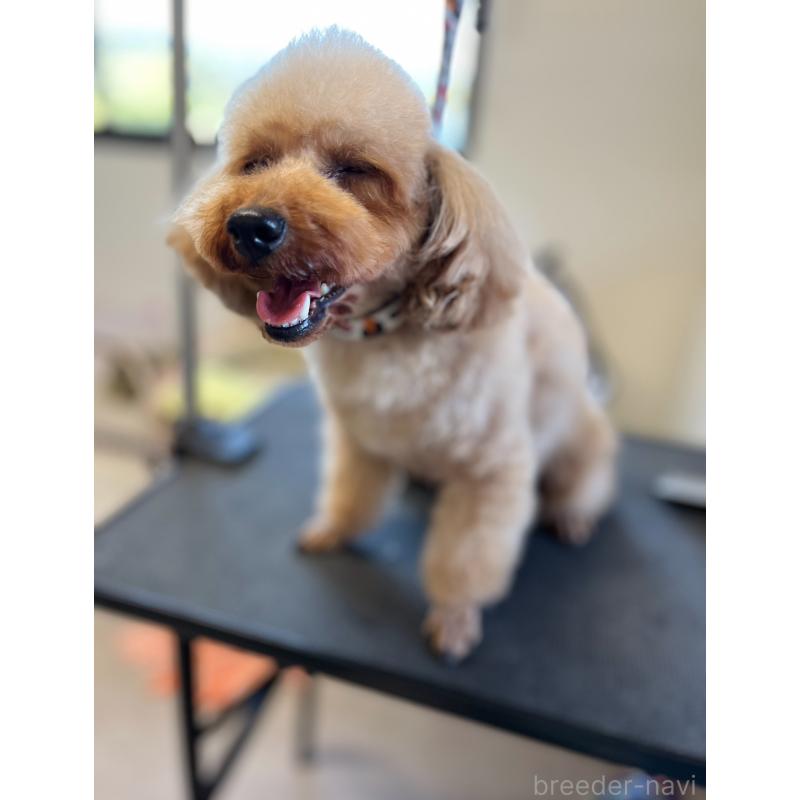 あんずちゃん1枚目