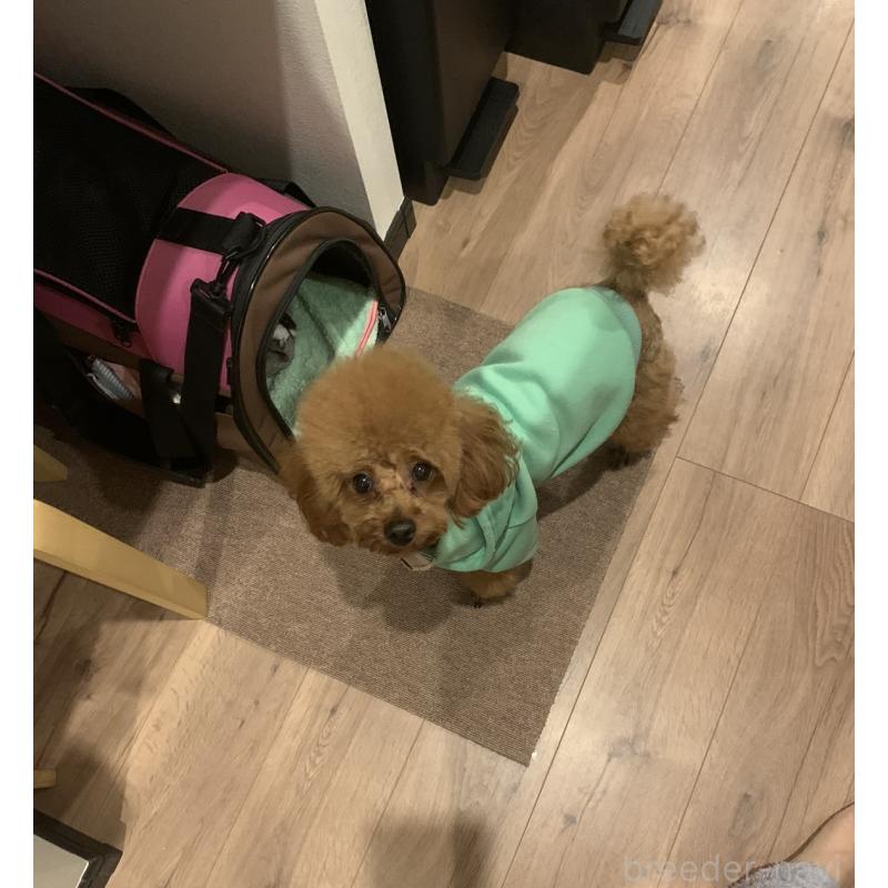 マイロくん1枚目