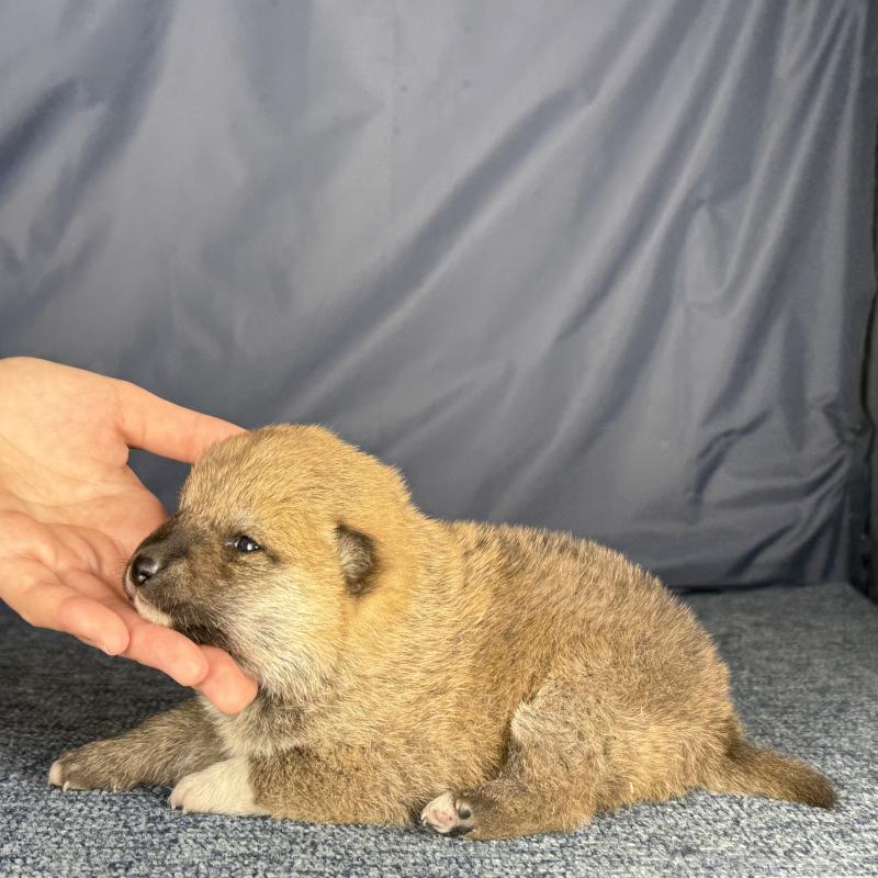 販売中の愛知県の柴犬-429142の2枚目