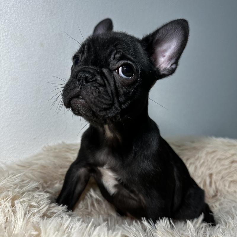 販売中の兵庫県のフレンチブルドッグ-426941の10枚目