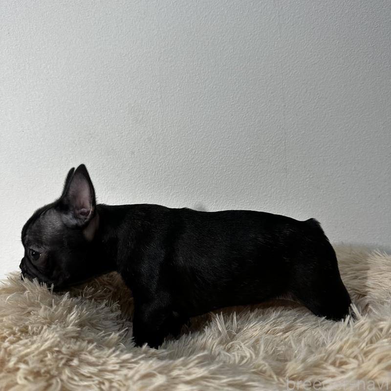 販売中の兵庫県のフレンチブルドッグ-426941の8枚目