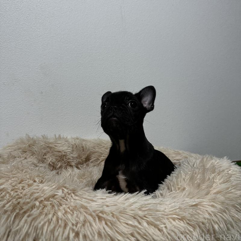 販売中の兵庫県のフレンチブルドッグ-426941の7枚目