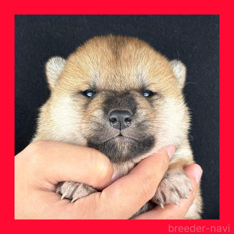 販売中の愛知県の柴犬-429143