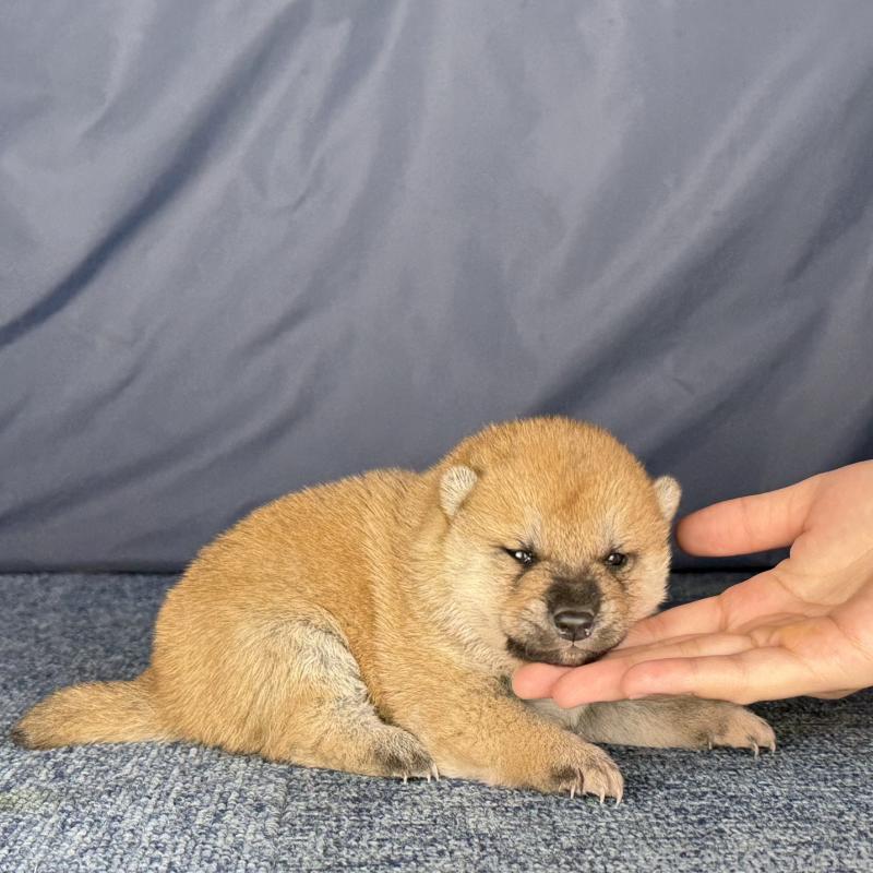 販売中の愛知県の柴犬-429143の3枚目