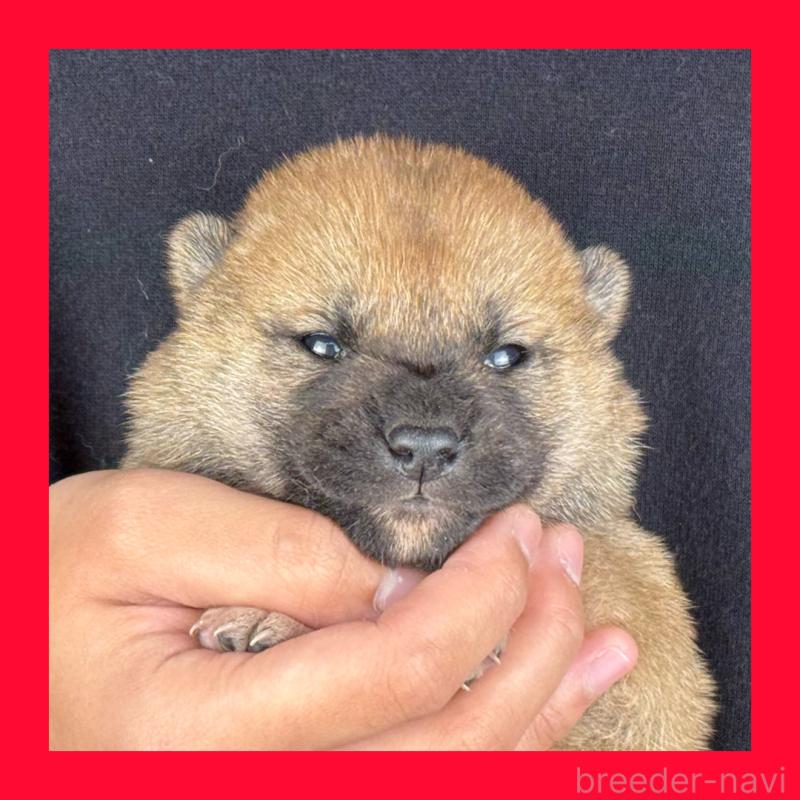 販売中の愛知県の柴犬-429144の1枚目