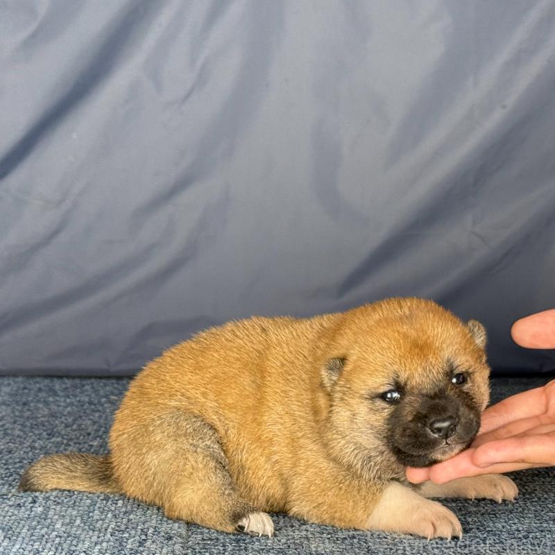 販売中の愛知県の柴犬-429144の3枚目