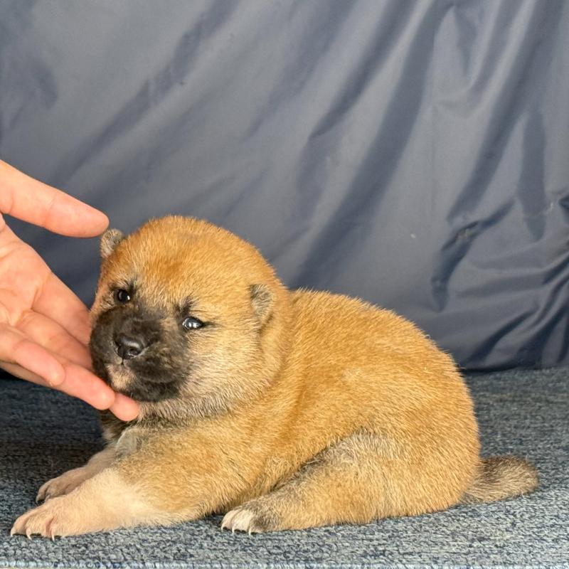 販売中の愛知県の柴犬-429144の2枚目