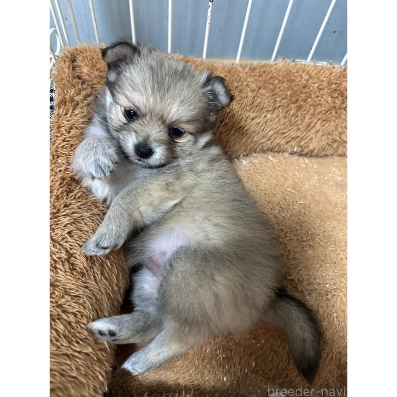 成約済の福岡県のポメチワ:ポメラニアン×チワワ-426266の3枚目