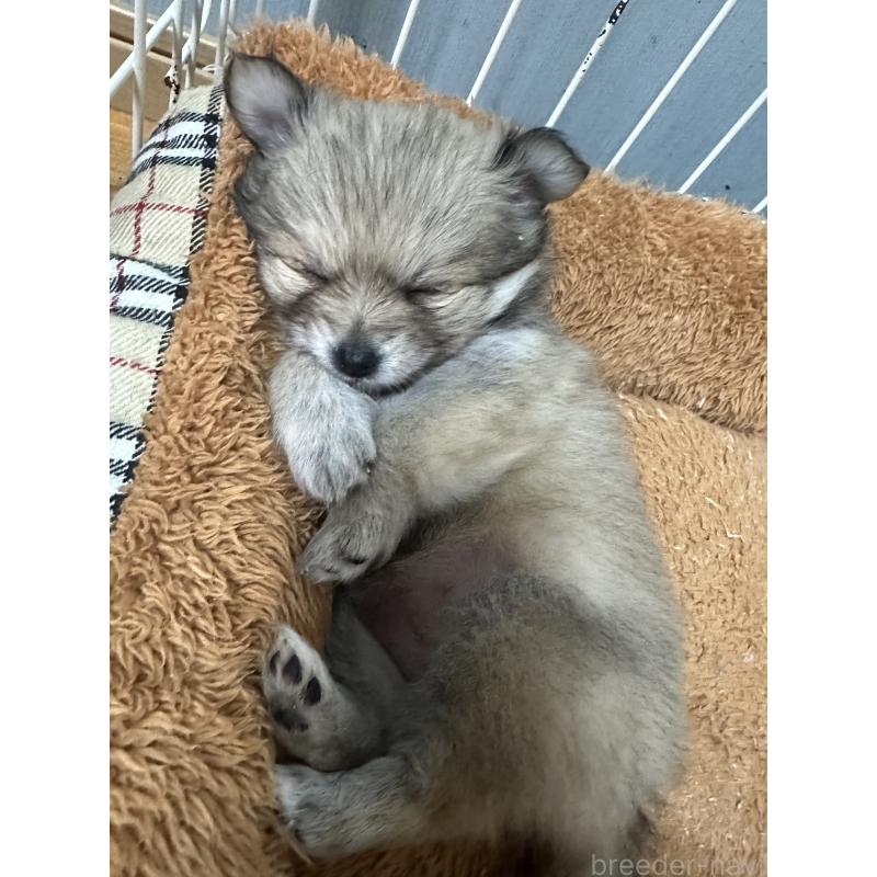 成約済の福岡県のポメチワ:ポメラニアン×チワワ-426266の2枚目