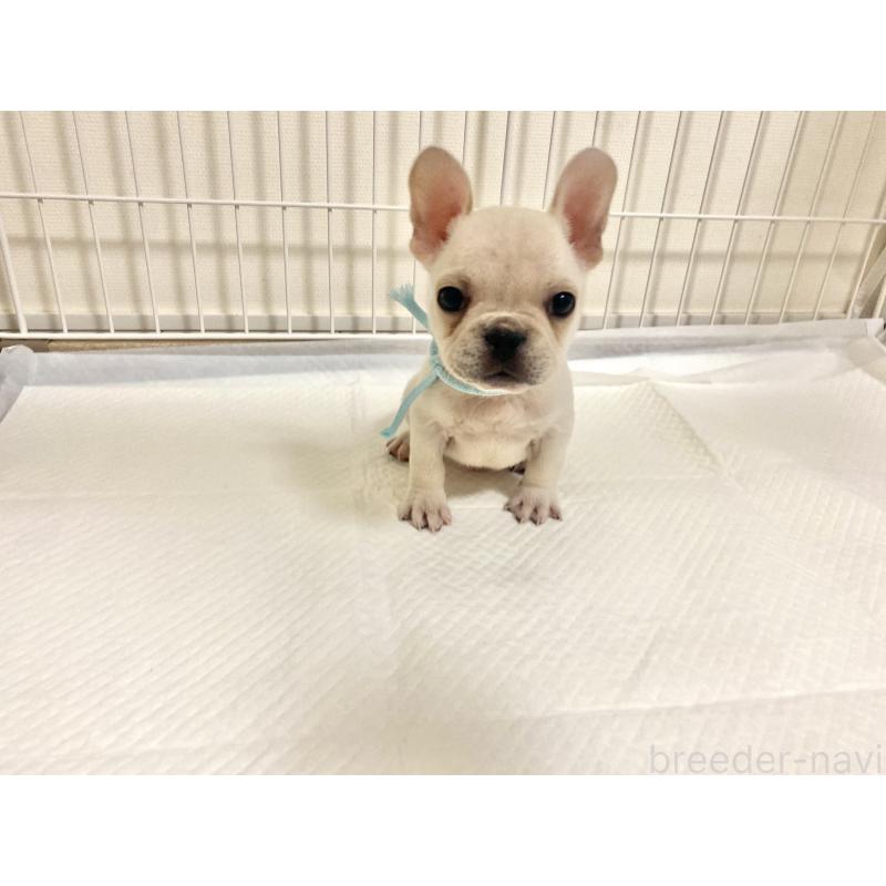 成約済の佐賀県のフレンチブルドッグ-427188の5枚目