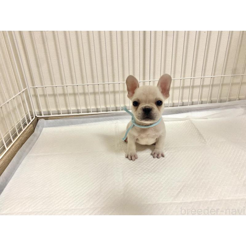 成約済の佐賀県のフレンチブルドッグ-427188の4枚目