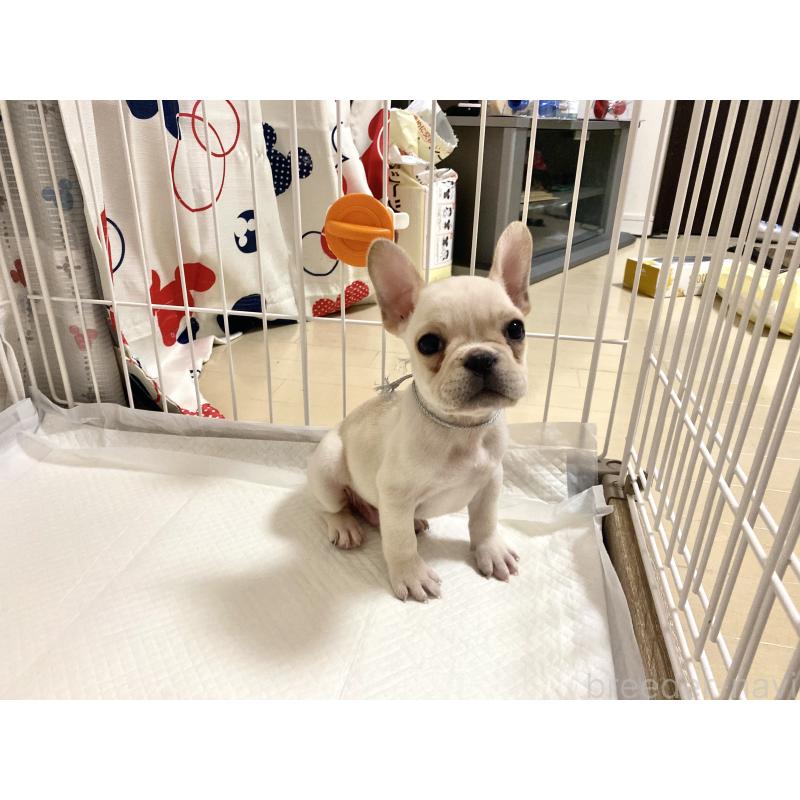 成約済の佐賀県のフレンチブルドッグ-427192の4枚目