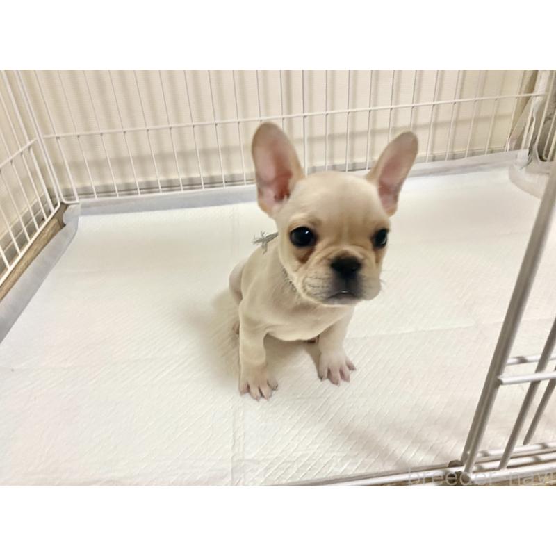 成約済の佐賀県のフレンチブルドッグ-427192の3枚目