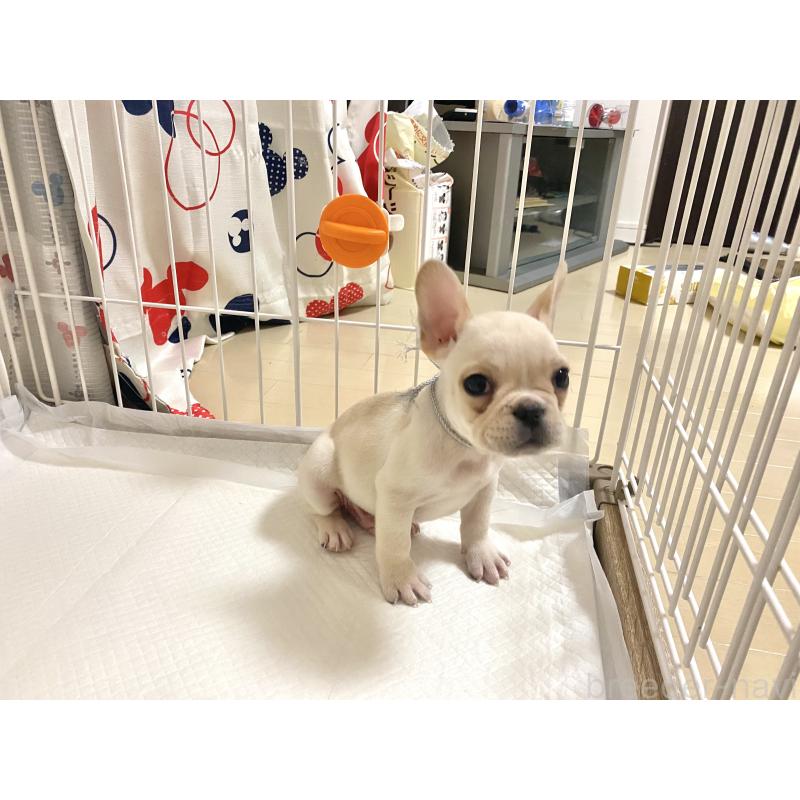 成約済の佐賀県のフレンチブルドッグ-427192の2枚目