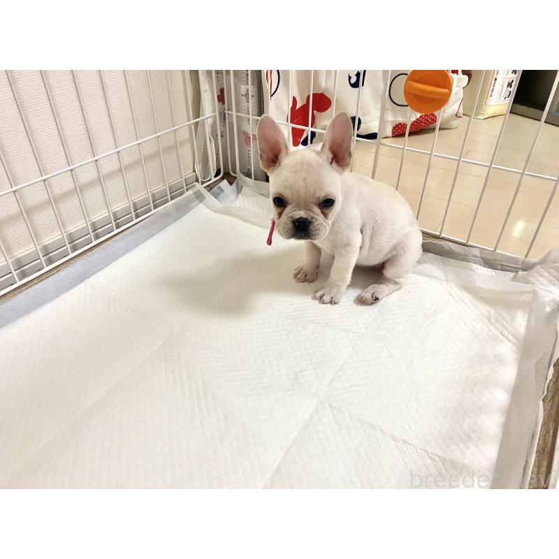 販売中の佐賀県のフレンチブルドッグ-427195の4枚目