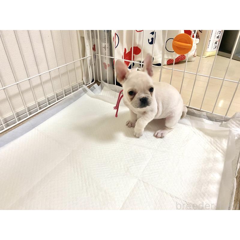 販売中の佐賀県のフレンチブルドッグ-427195の3枚目