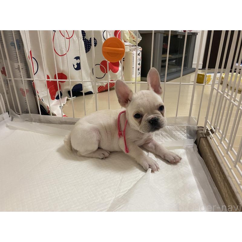 販売中の佐賀県のフレンチブルドッグ-427195の2枚目