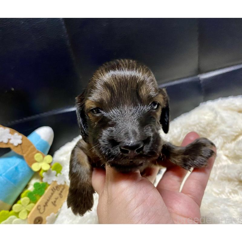 販売中の岐阜県のミニチュアダックスフンド(ロングヘアード)-429148の8枚目