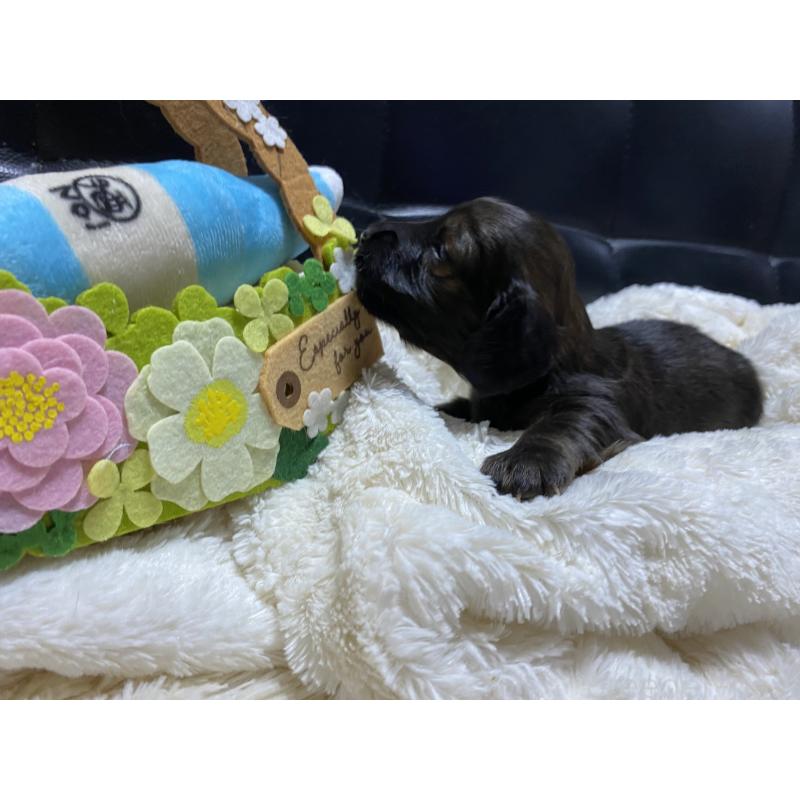 販売中の岐阜県のミニチュアダックスフンド(ロングヘアード)-429148の7枚目