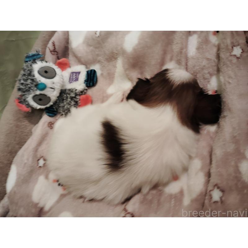 販売中の栃木県のパピヨン-429147の5枚目