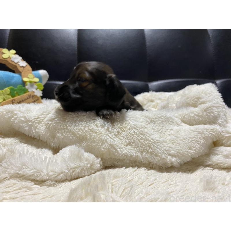 販売中の岐阜県のミニチュアダックスフンド(ロングヘアード)-429148の6枚目