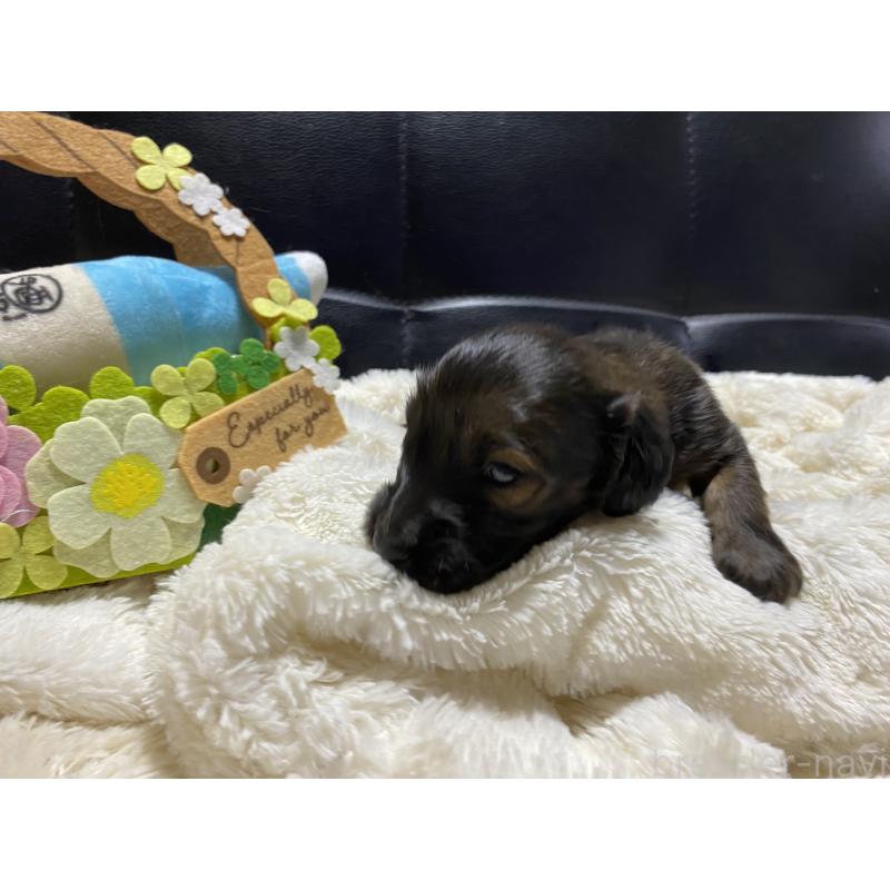 販売中の岐阜県のミニチュアダックスフンド(ロングヘアード)-429148の5枚目