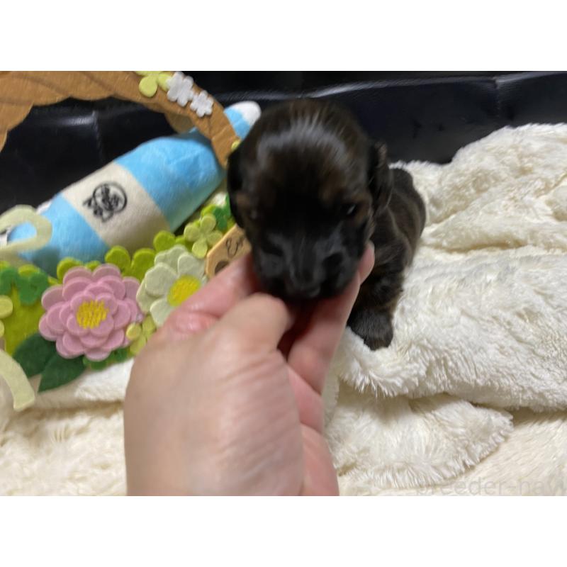 販売中の岐阜県のミニチュアダックスフンド(ロングヘアード)-429148の4枚目