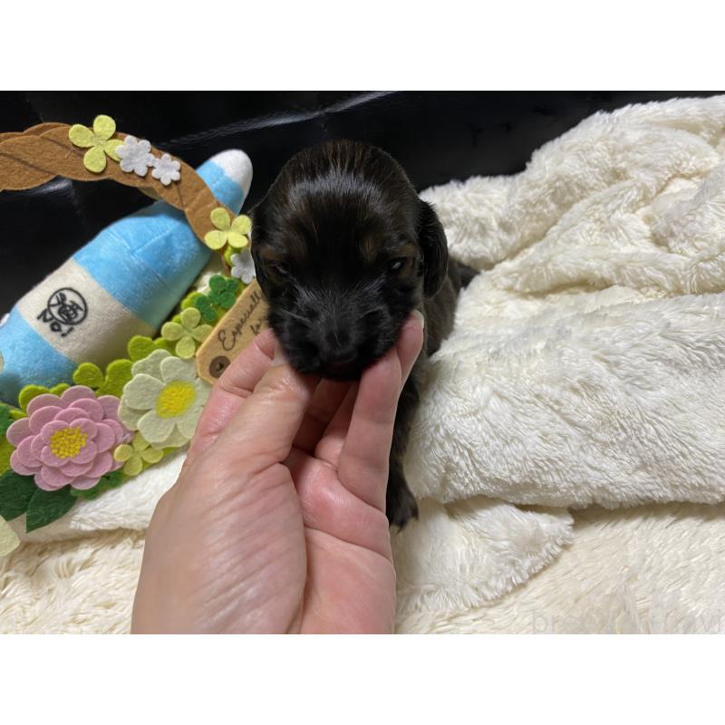 販売中の岐阜県のミニチュアダックスフンド(ロングヘアード)-429148の3枚目