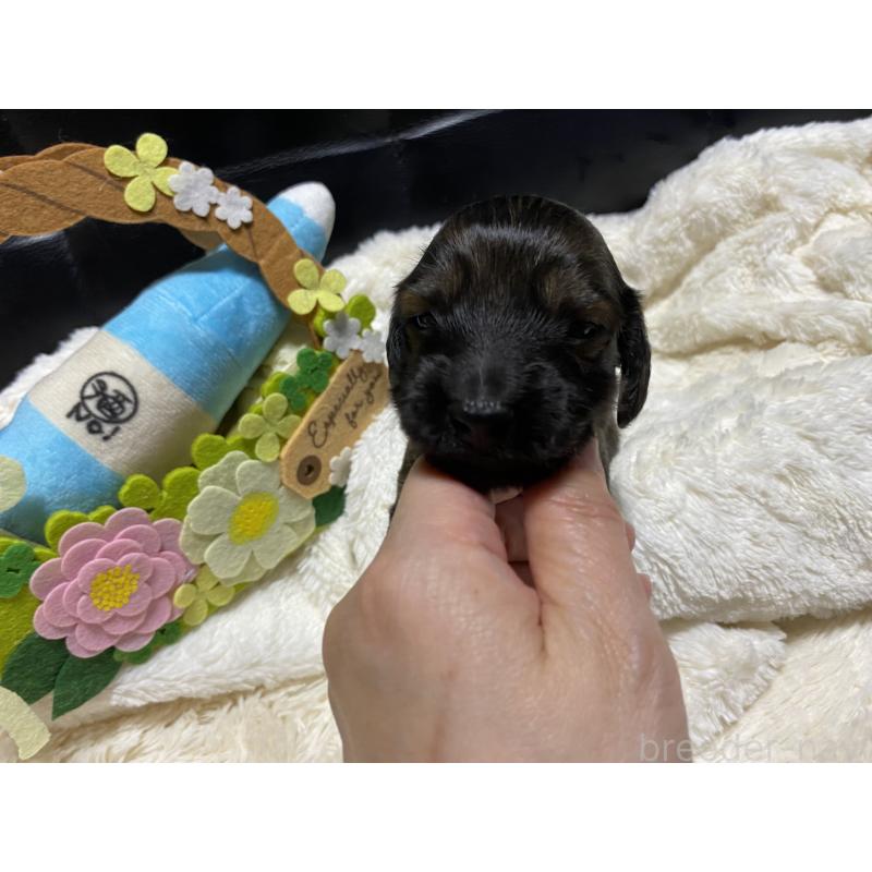 販売中の岐阜県のミニチュアダックスフンド(ロングヘアード)-429148の2枚目