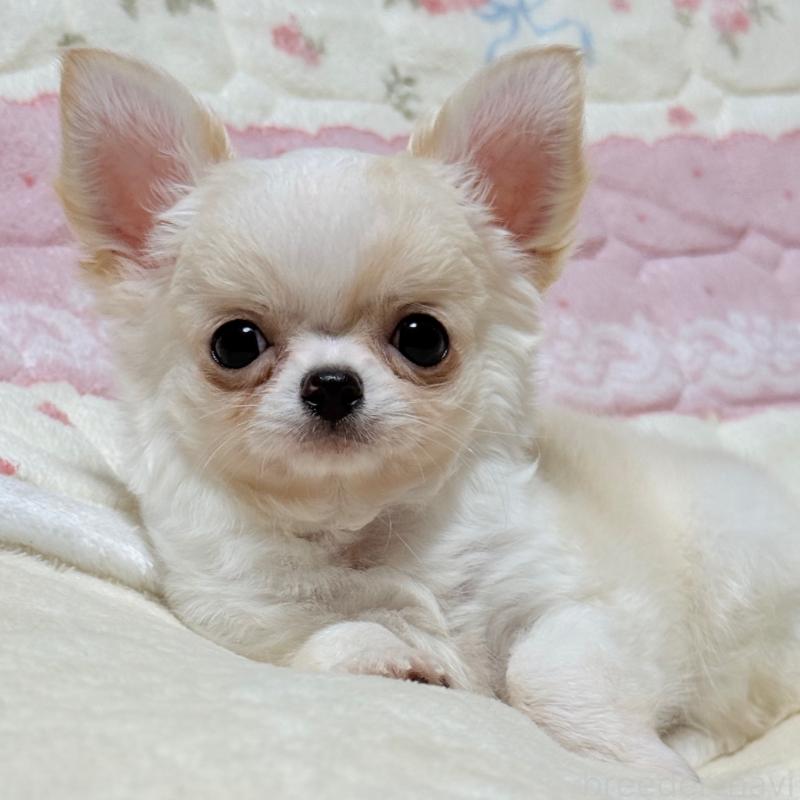 販売中の大阪府のチワワ(ロングコート)-426327