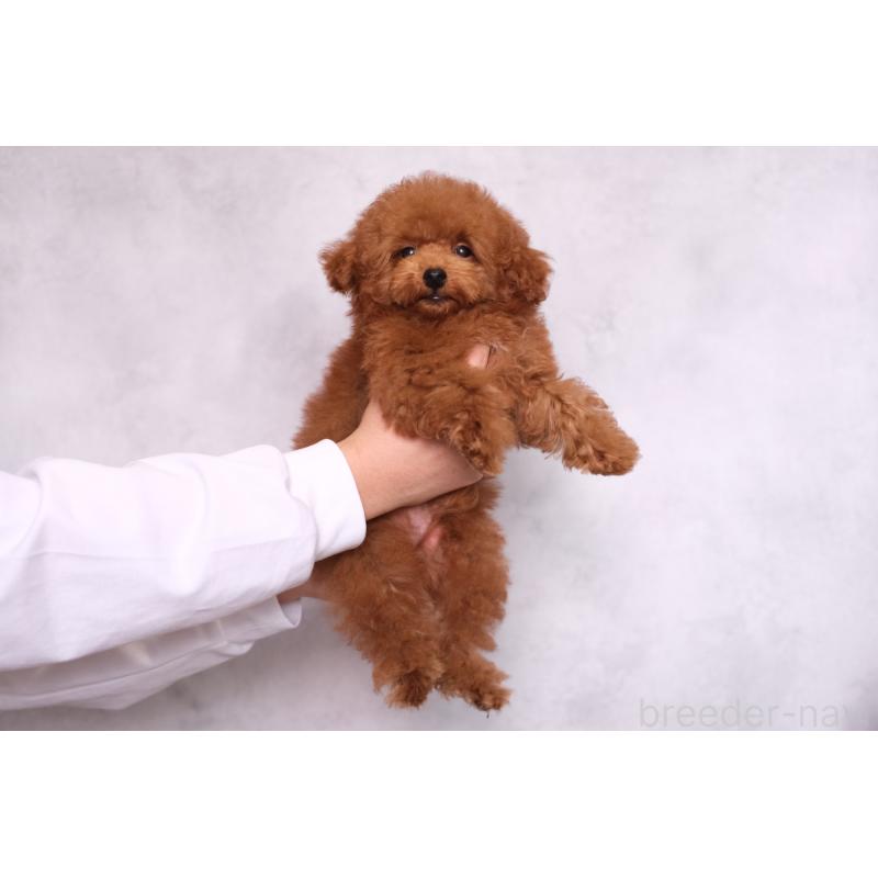 販売中の群馬県のトイプードル-429149の7枚目