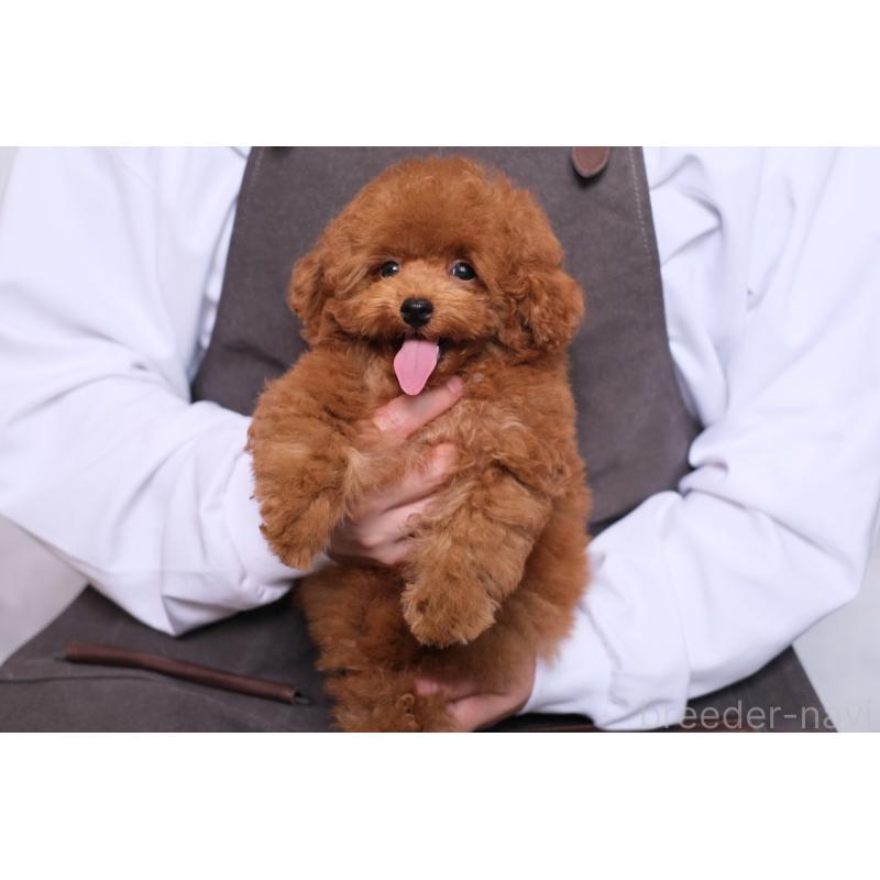 販売中の群馬県のトイプードル-429149の6枚目