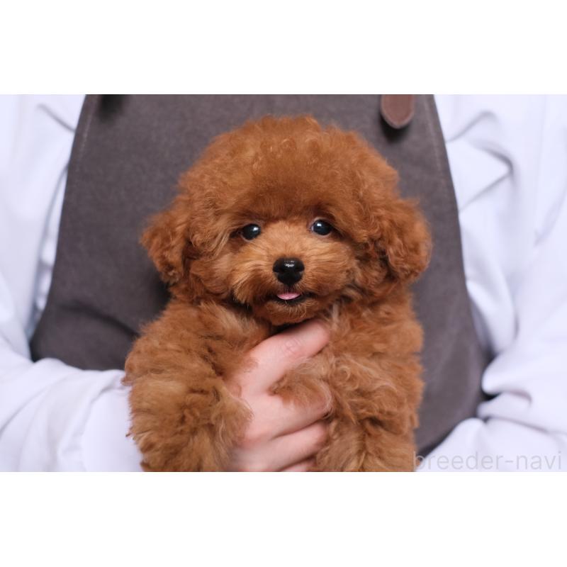 販売中の群馬県のトイプードル-429149の5枚目