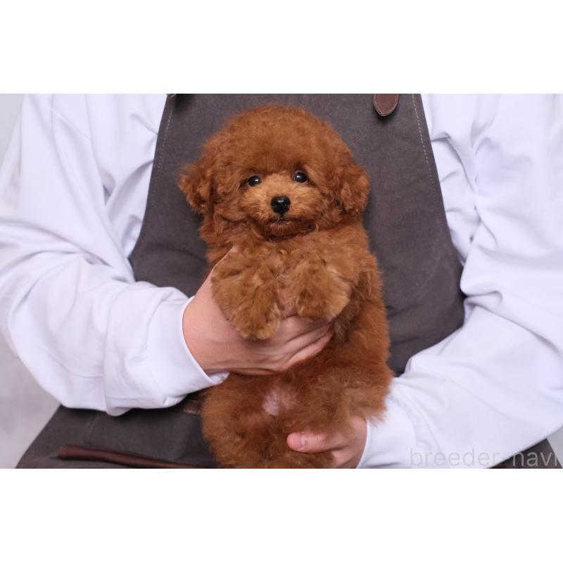 販売中の群馬県のトイプードル-429149の3枚目