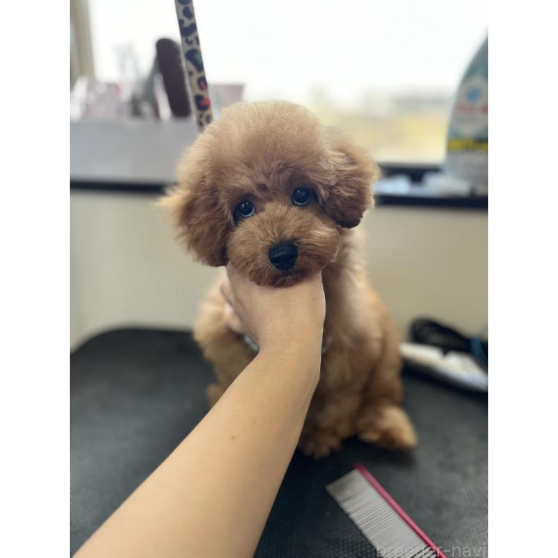 販売中の鹿児島県のトイプードル-429151の3枚目