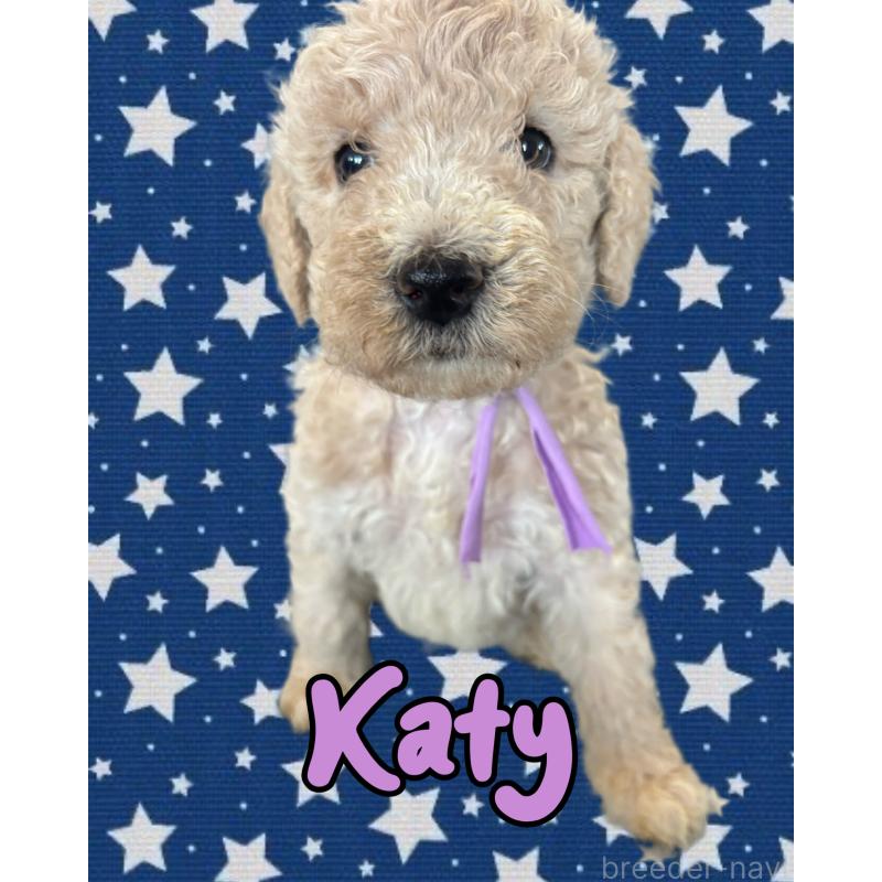 販売中ののバーニードゥードル:バーニーズ×スタンダードプードル-429152