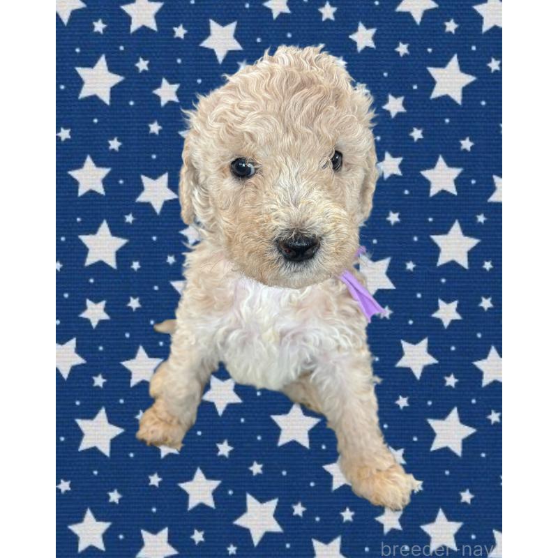 販売中の茨城県のバーニードゥードル:バーニーズ×スタンダードプードル-429152の3枚目